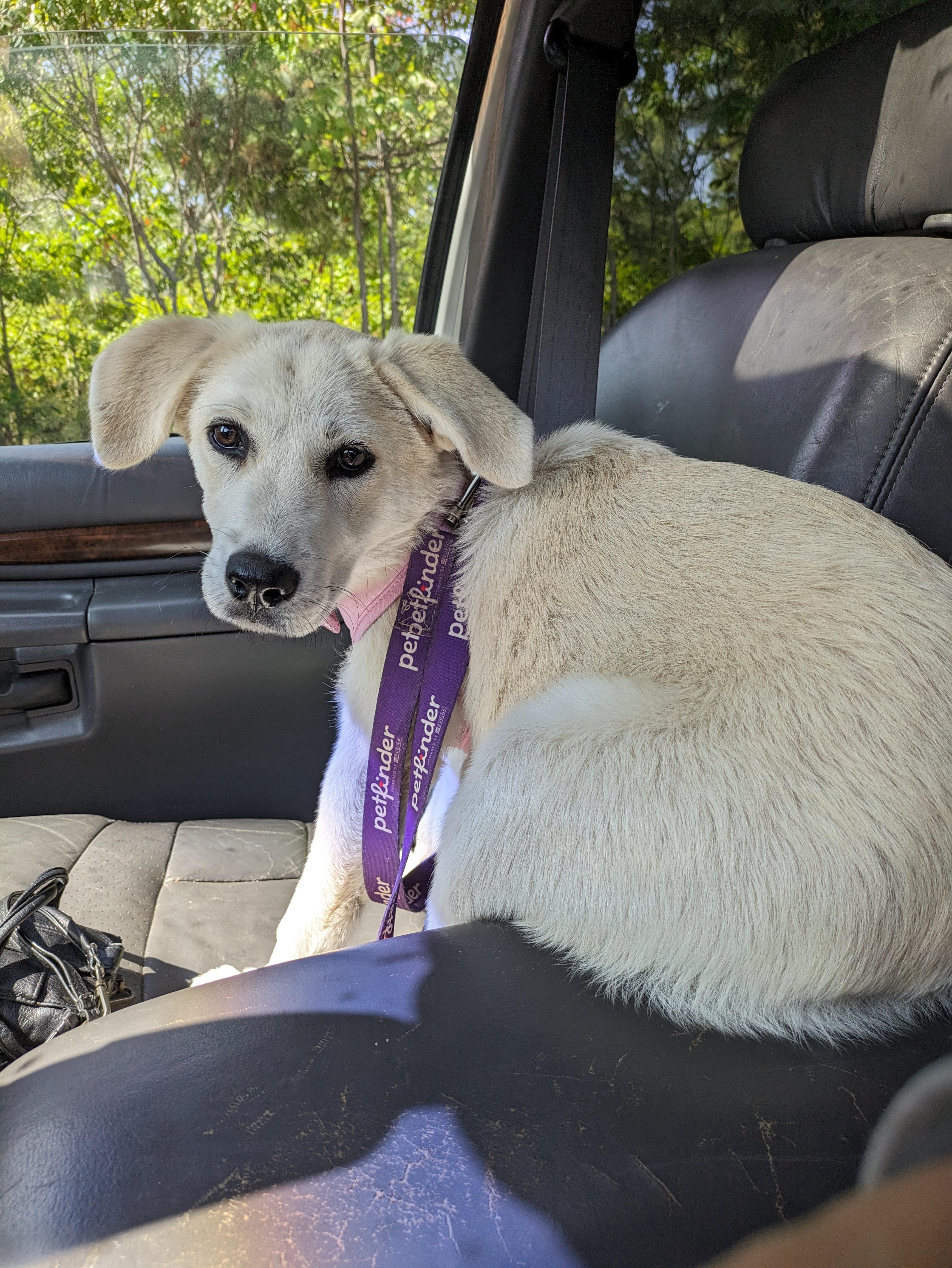 Dory(aka Dorito), a Adoptable mixed breed in Chattanooga, TN image 2/3