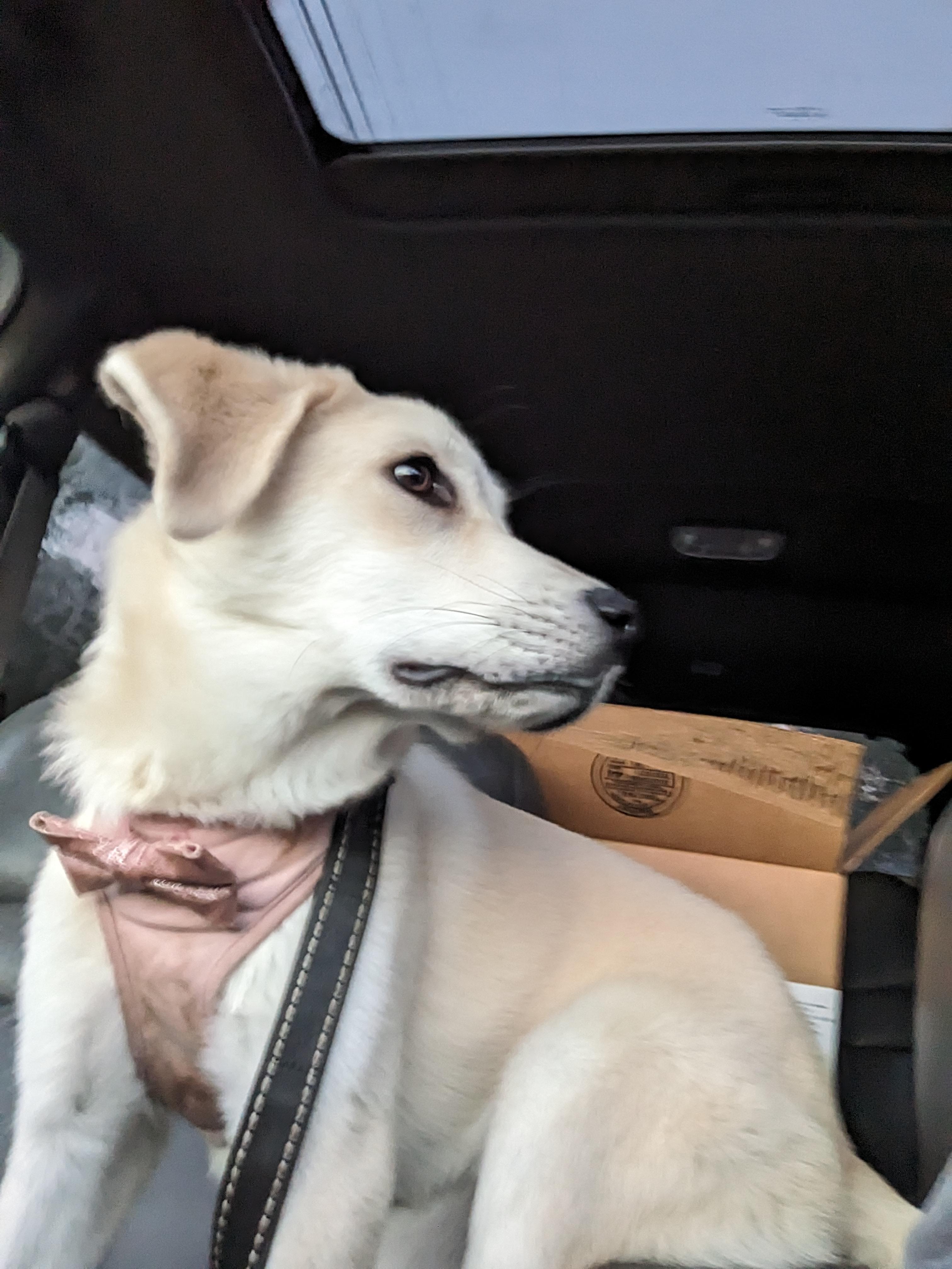 Dory(aka Dorito), a Adoptable mixed breed in Chattanooga, TN image 3/3