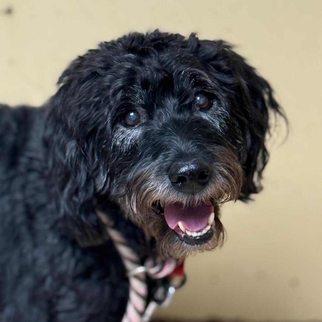 Enlarge Springer, a Adoptable mixed breed in Perkiomenville, PA image 1/1