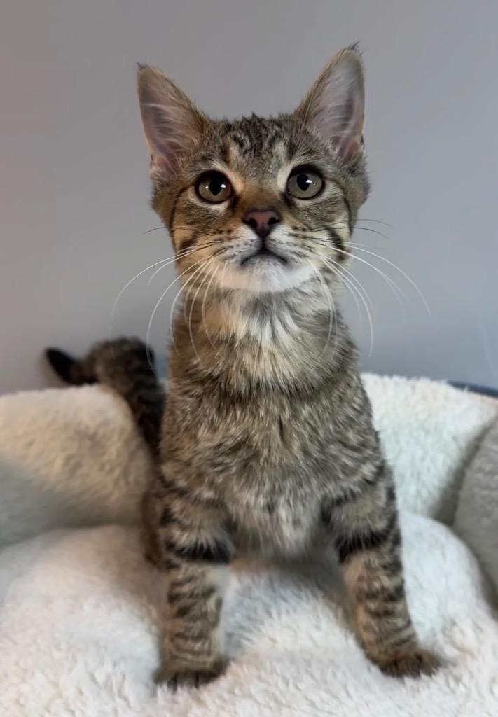 Enlarge Ariel, a Adoptable mixed breed in Waynesville, MO image 2/3