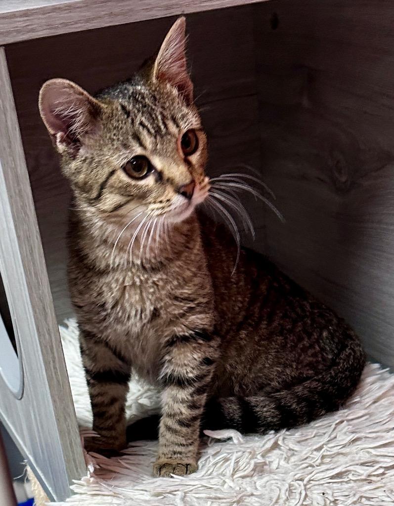 Enlarge Ariel, a Adoptable mixed breed in Waynesville, MO image 3/3