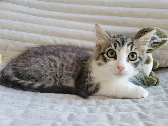 GEPETTO, Adoptable, Kitten Male Domestic Short Hair.