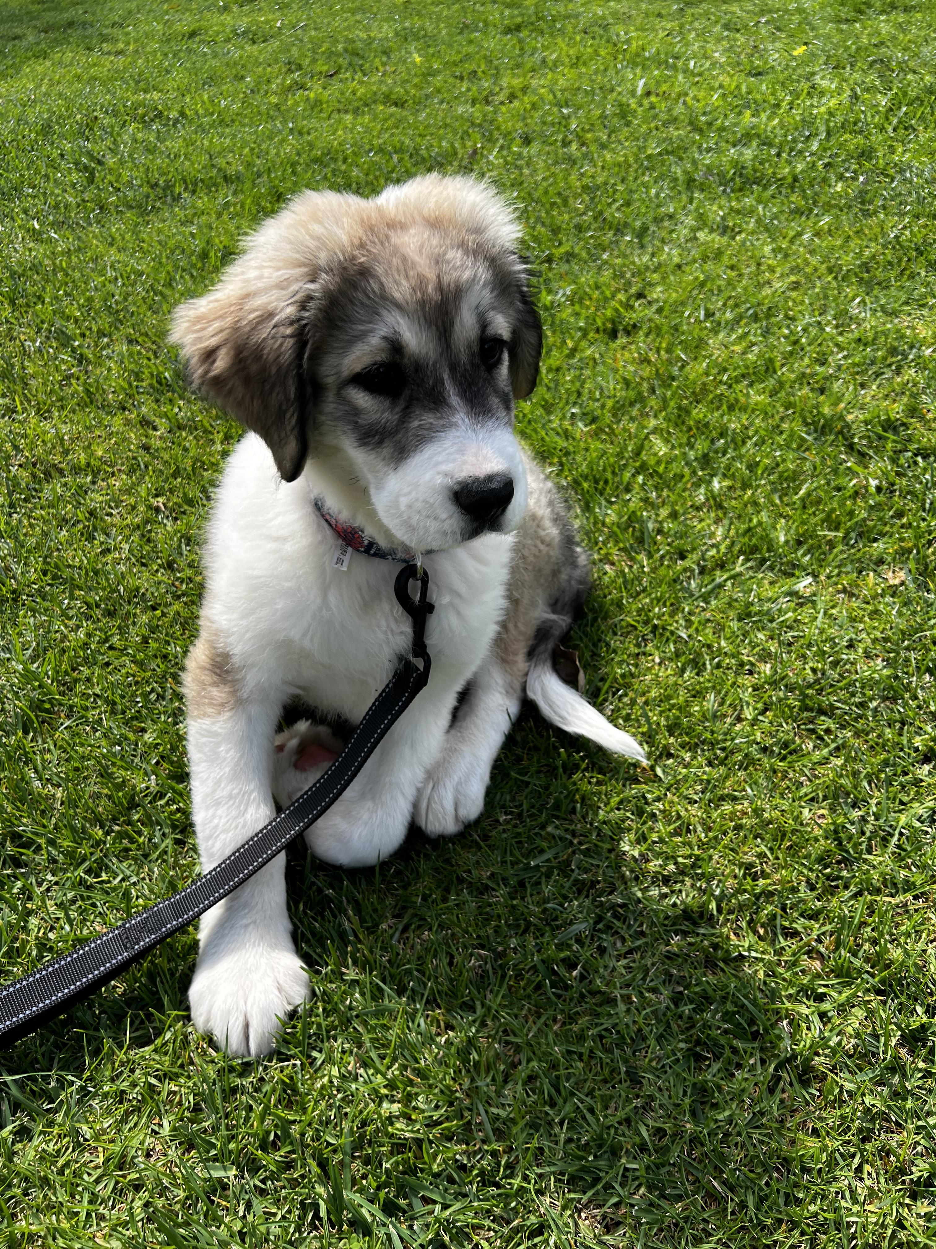 Enlarge Lily, a Adopted mixed breed in Bellflower, CA image 1/6