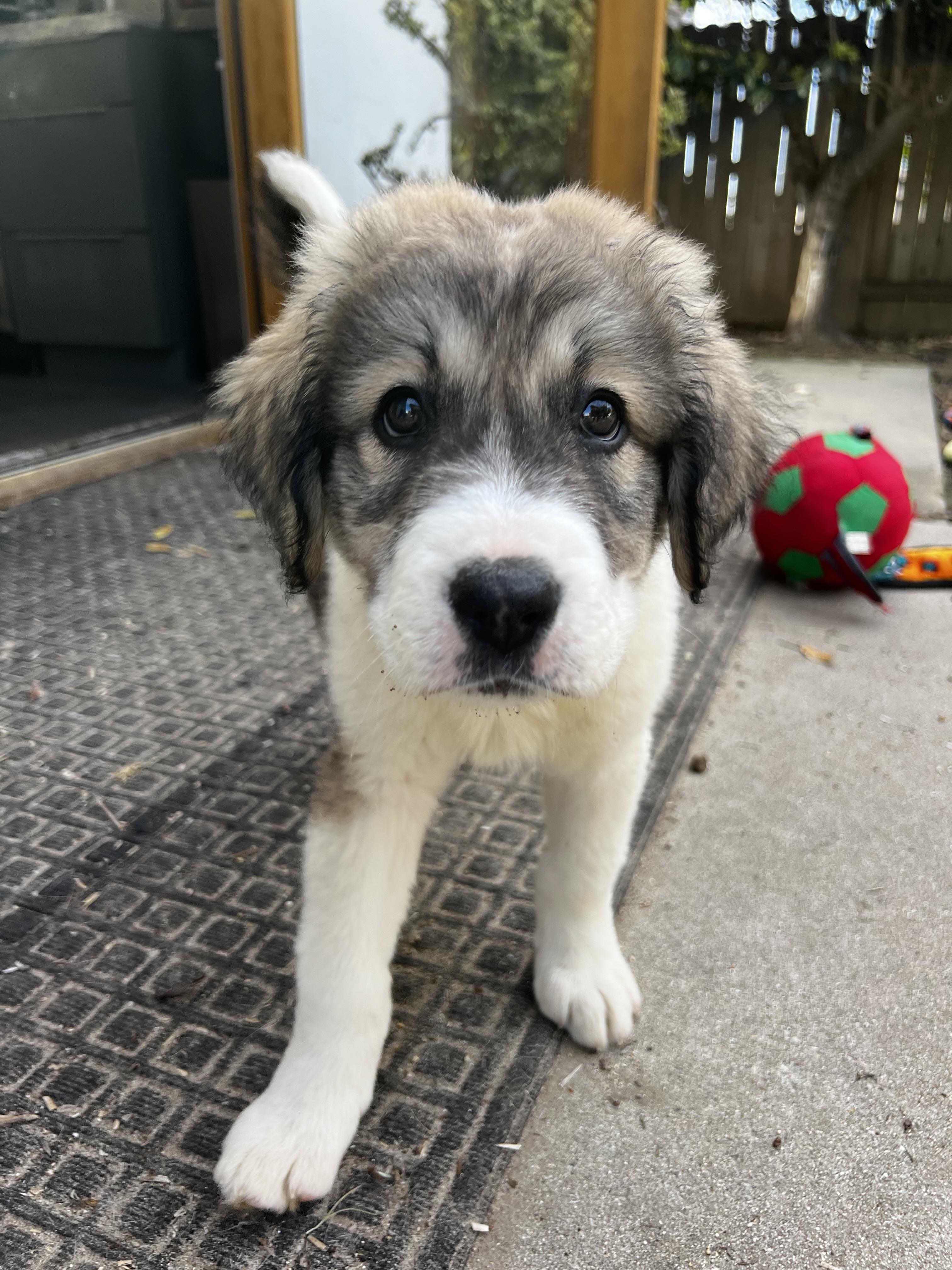 Enlarge Lily, a Adopted mixed breed in Bellflower, CA image 5/6