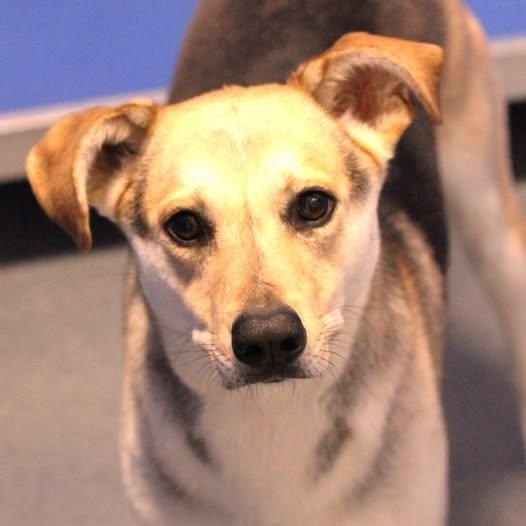 26-01340 NOLA, ADOPTABLE, Adult Female Shepherd & Husky.