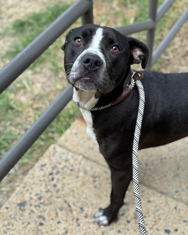 Caution Tape, Adoptable, Young Male Pit Bull Terrier.