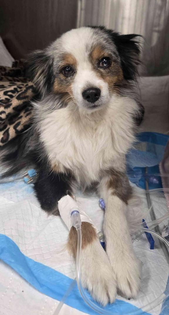 Enlarge Cinch (double microchipped), a Adoptable Australian Shepherd in Arlington, TX image 1/6