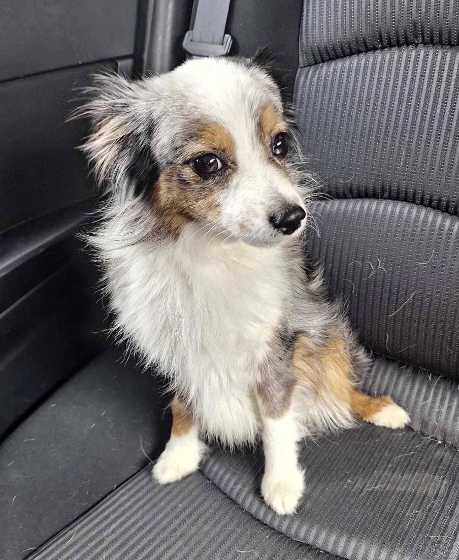 Cinch (double microchipped), a Adoption Pending Australian Shepherd in Arlington, TX image 2/6