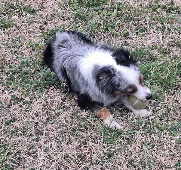 Cinch (double microchipped), a Adoption Pending Australian Shepherd in Arlington, TX image 3/6