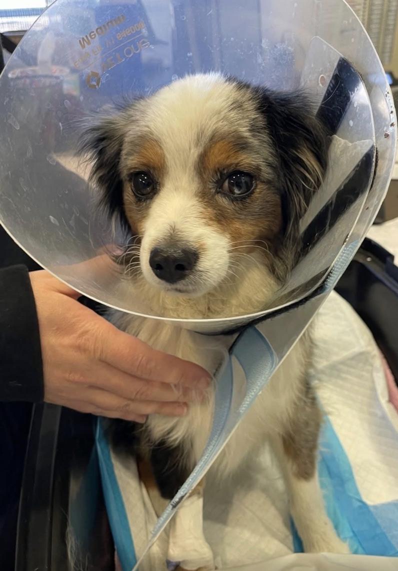 Enlarge Cinch (double microchipped), a Adoptable Australian Shepherd in Arlington, TX image 4/6