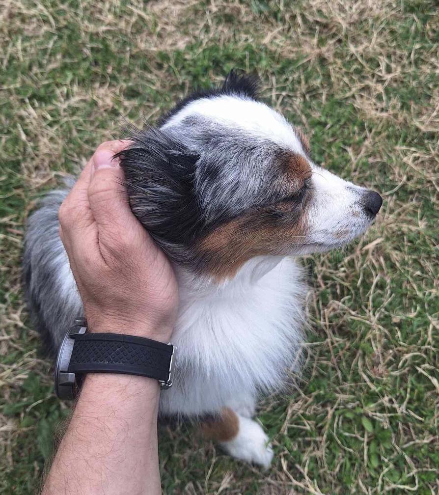 Cinch (double microchipped), a Adoption Pending Australian Shepherd in Arlington, TX image 4/6