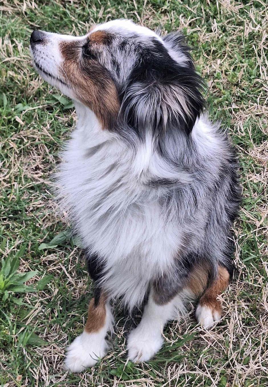 Cinch (double microchipped), a Adoption Pending Australian Shepherd in Arlington, TX image 5/6