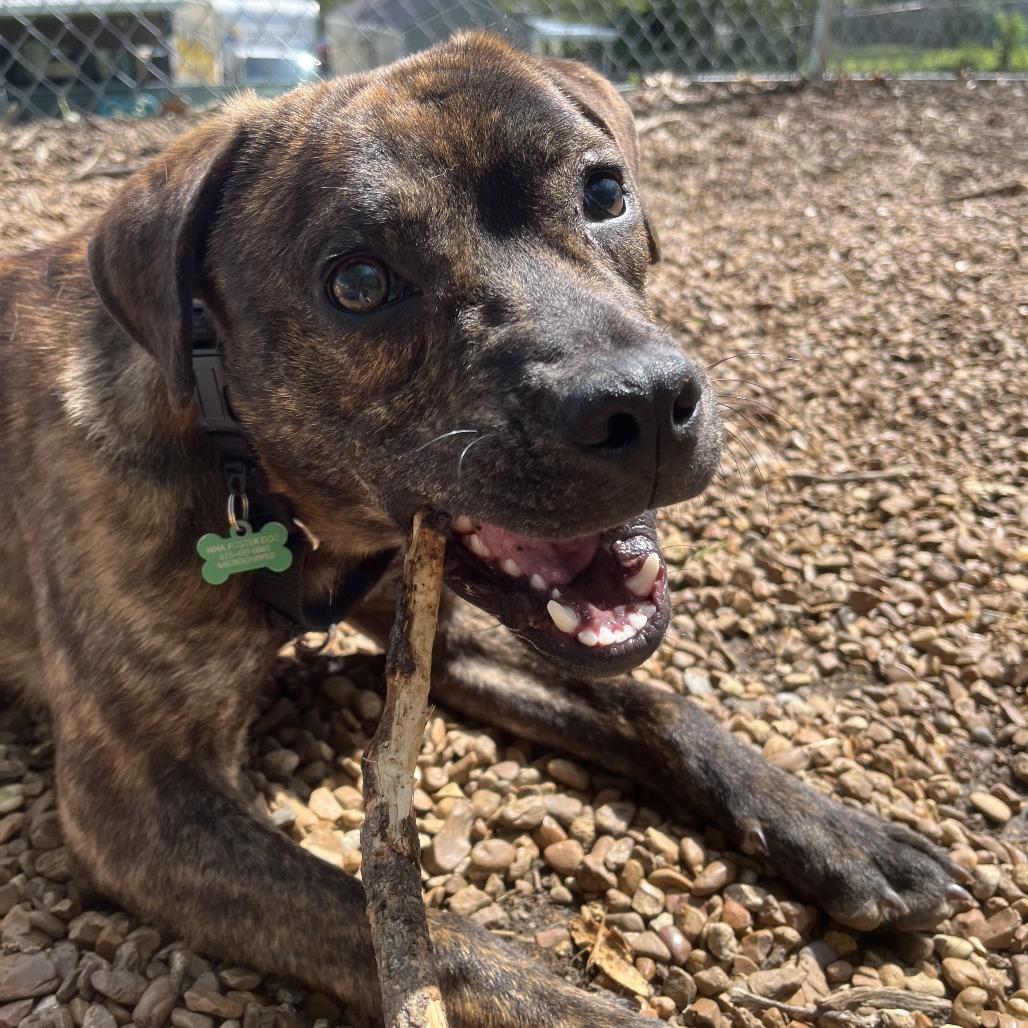 Enlarge Thumper, a Adoptable mixed breed in Nashville, TN image 2/6