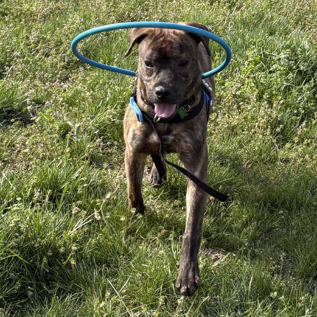 Enlarge Thumper, a Adoptable mixed breed in Nashville, TN image 3/6