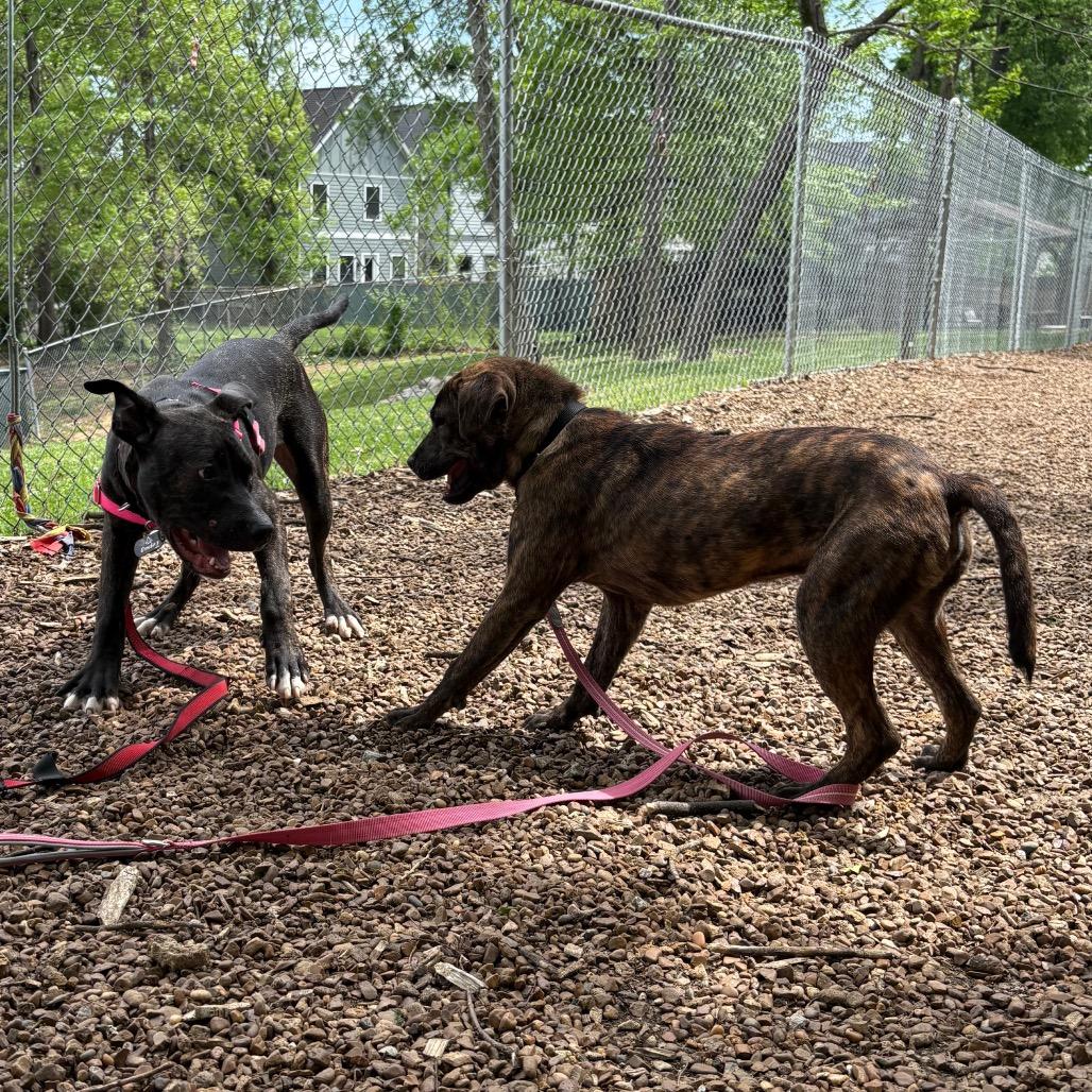 Enlarge Thumper, a Adoptable mixed breed in Nashville, TN image 4/6