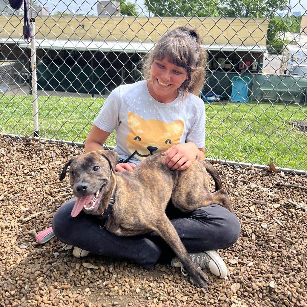 Enlarge Thumper, a Adoptable mixed breed in Nashville, TN image 6/6