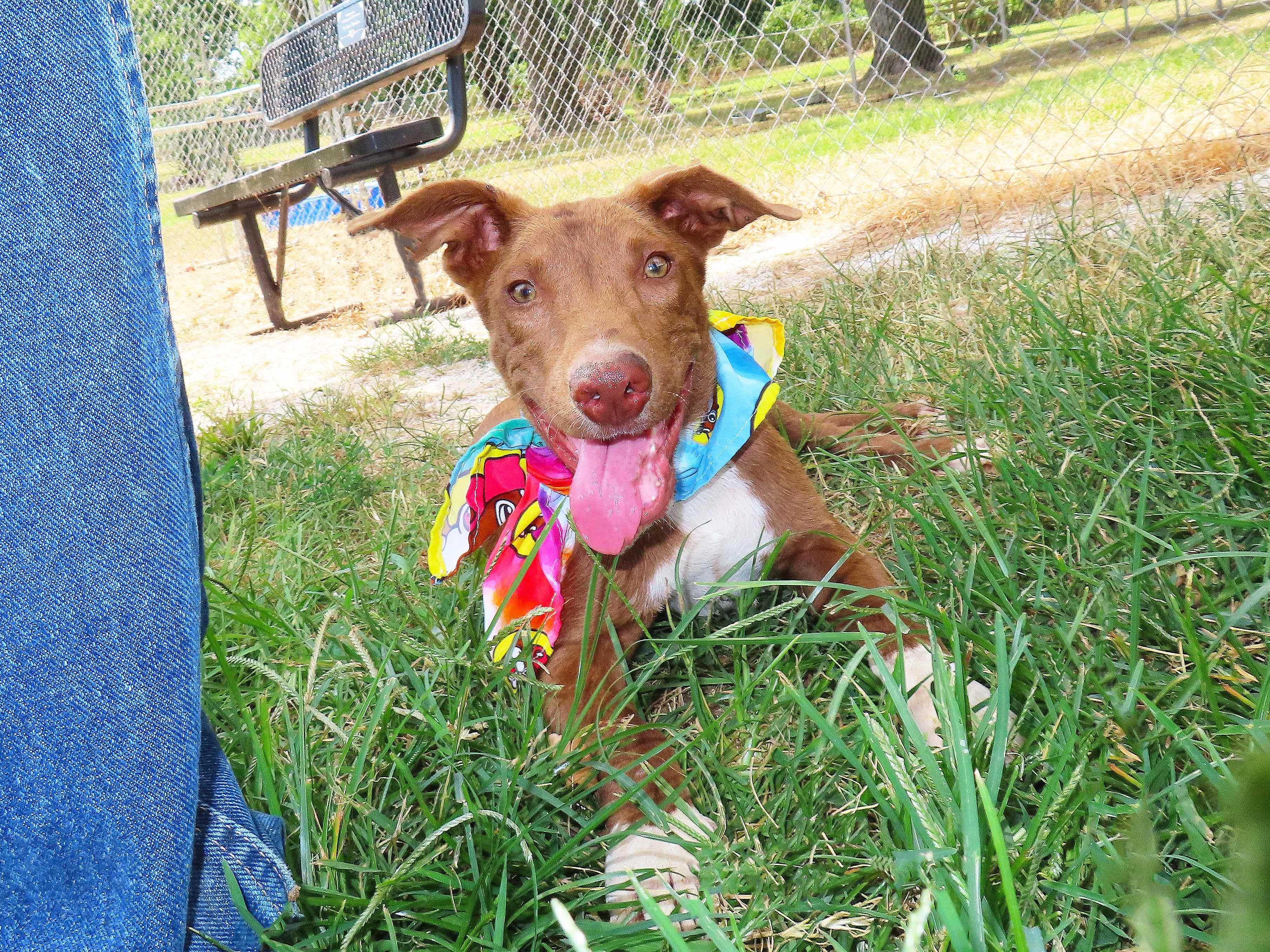 Enlarge Rusty 26C-192, a ADOPTABLE mixed breed in Rogers, AR image 2/5