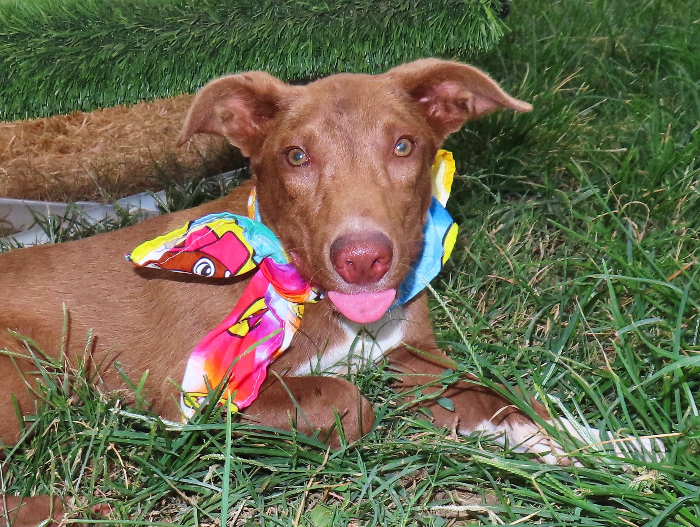 Enlarge Rusty 26C-192, a ADOPTABLE mixed breed in Rogers, AR image 1/5