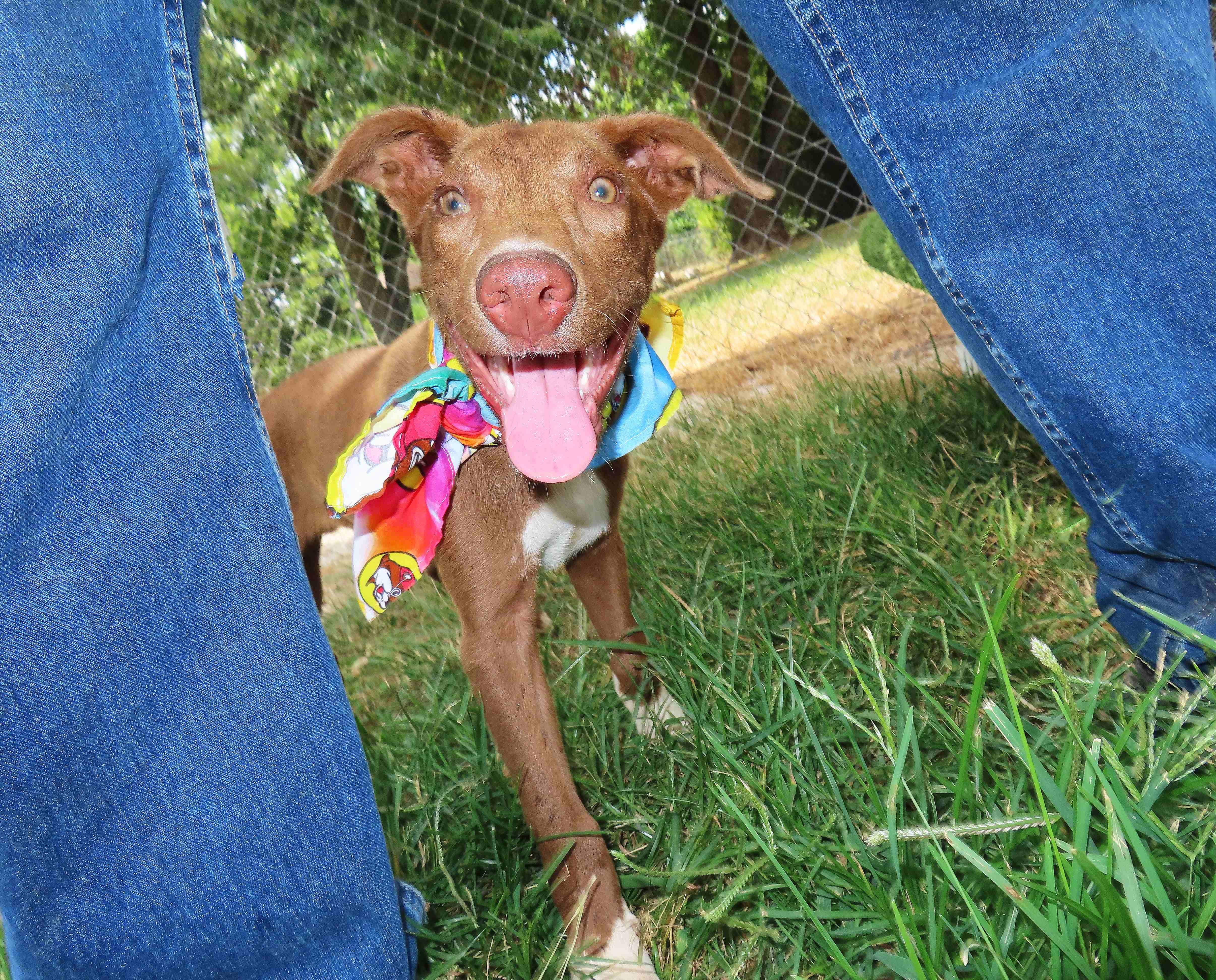 Enlarge Rusty 26C-192, a ADOPTABLE mixed breed in Rogers, AR image 5/5