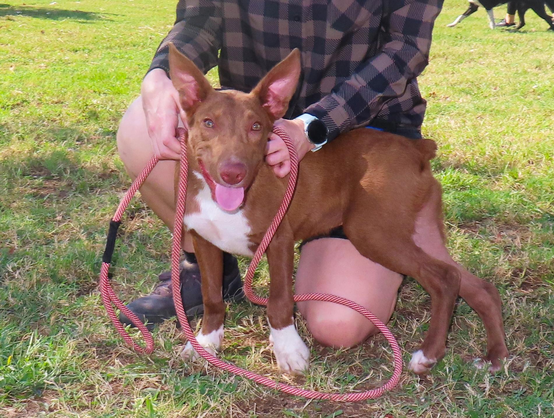 Enlarge Rusty 26C-192, a ADOPTABLE mixed breed in Rogers, AR image 4/5