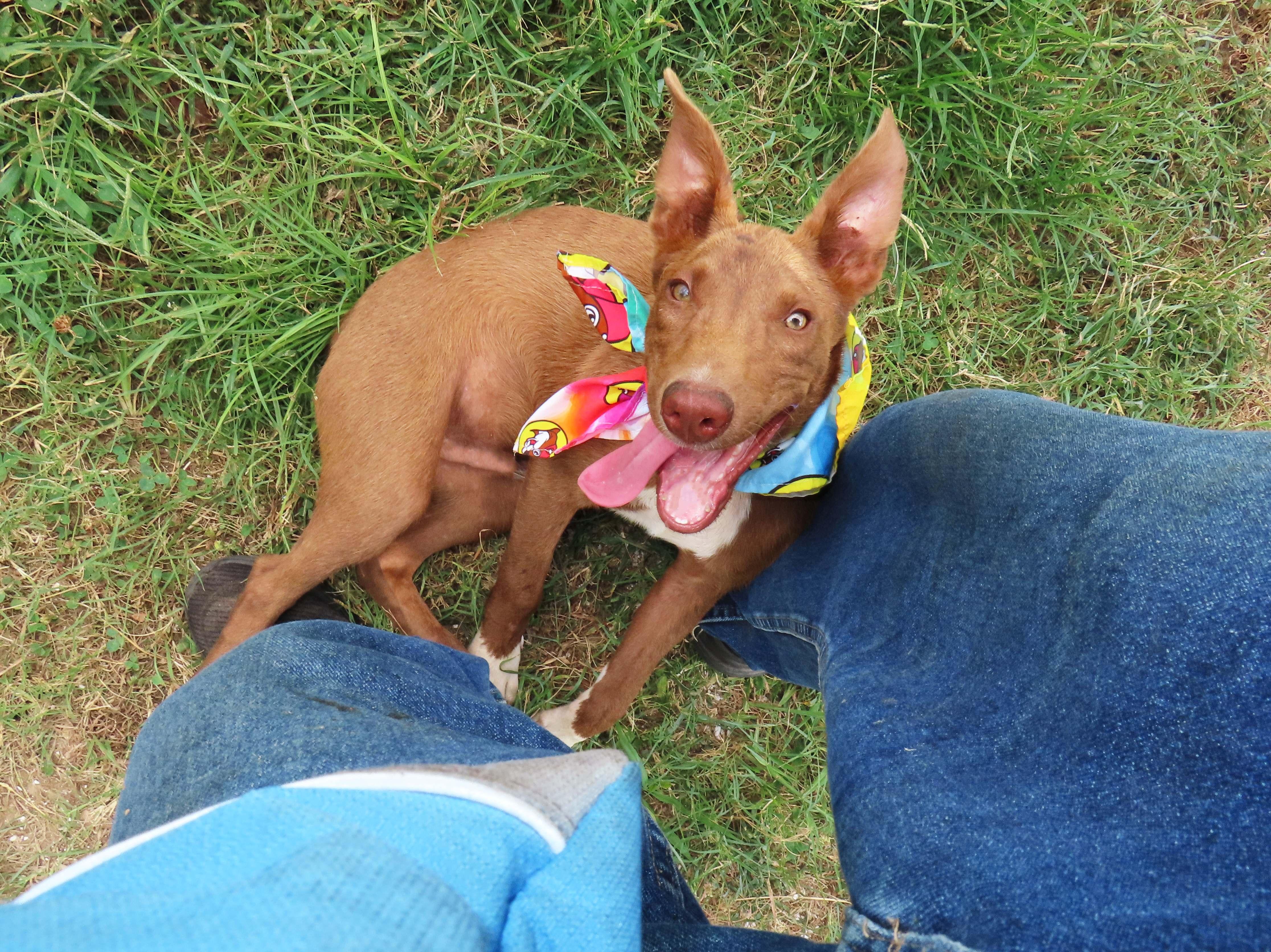 Enlarge Rusty 26C-192, a ADOPTABLE mixed breed in Rogers, AR image 3/5