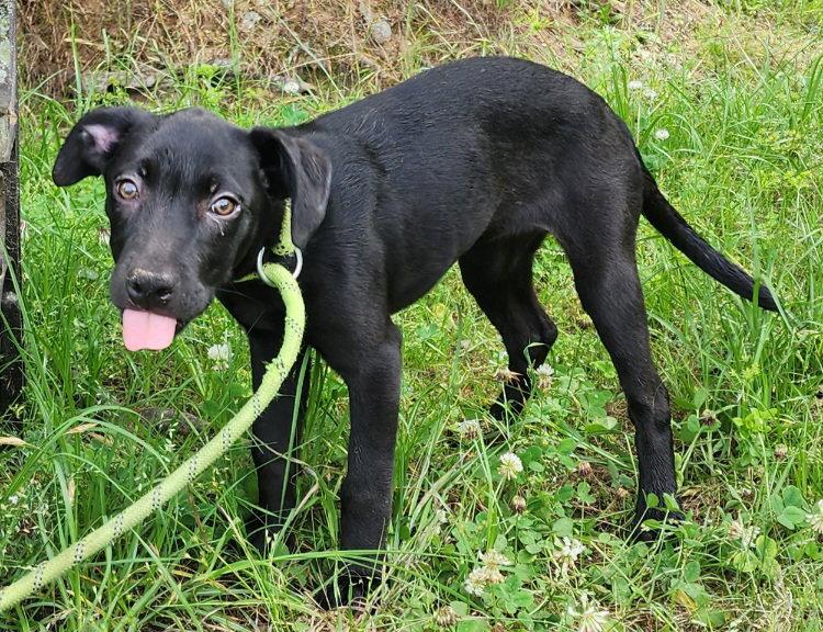 Enlarge 260600  Tiana, a Adoptable mixed breed in Wetumpka, AL image 1/3
