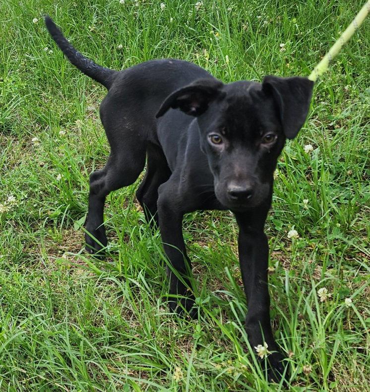 Enlarge 260600  Tiana, a Adoptable mixed breed in Wetumpka, AL image 2/3