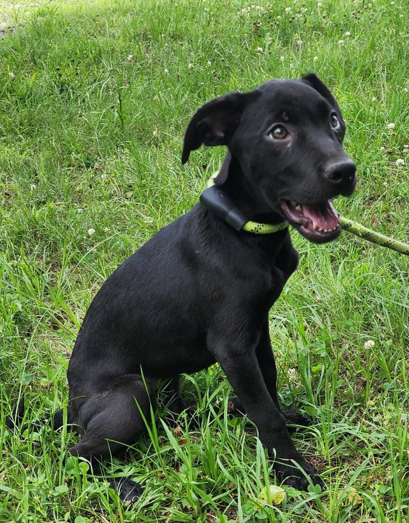 Enlarge 260600  Tiana, a Adoptable mixed breed in Wetumpka, AL image 3/3
