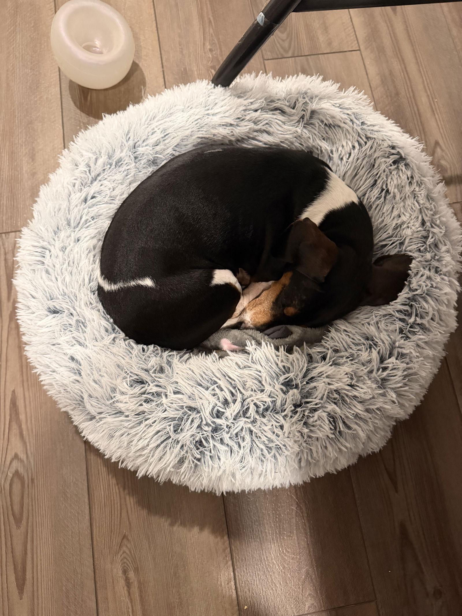 Enlarge Bean3, a Adoptable Dachshund in West Columbia, SC image 1/3