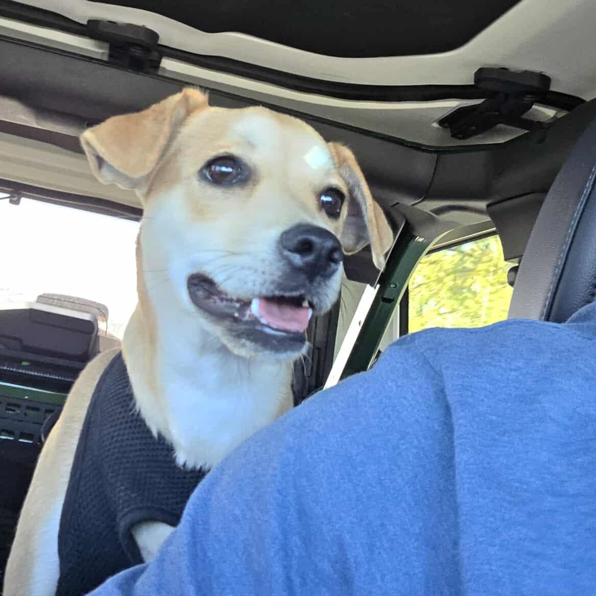 Enlarge Kacey, an adopted mixed breed in Providence, RI image 2/6
