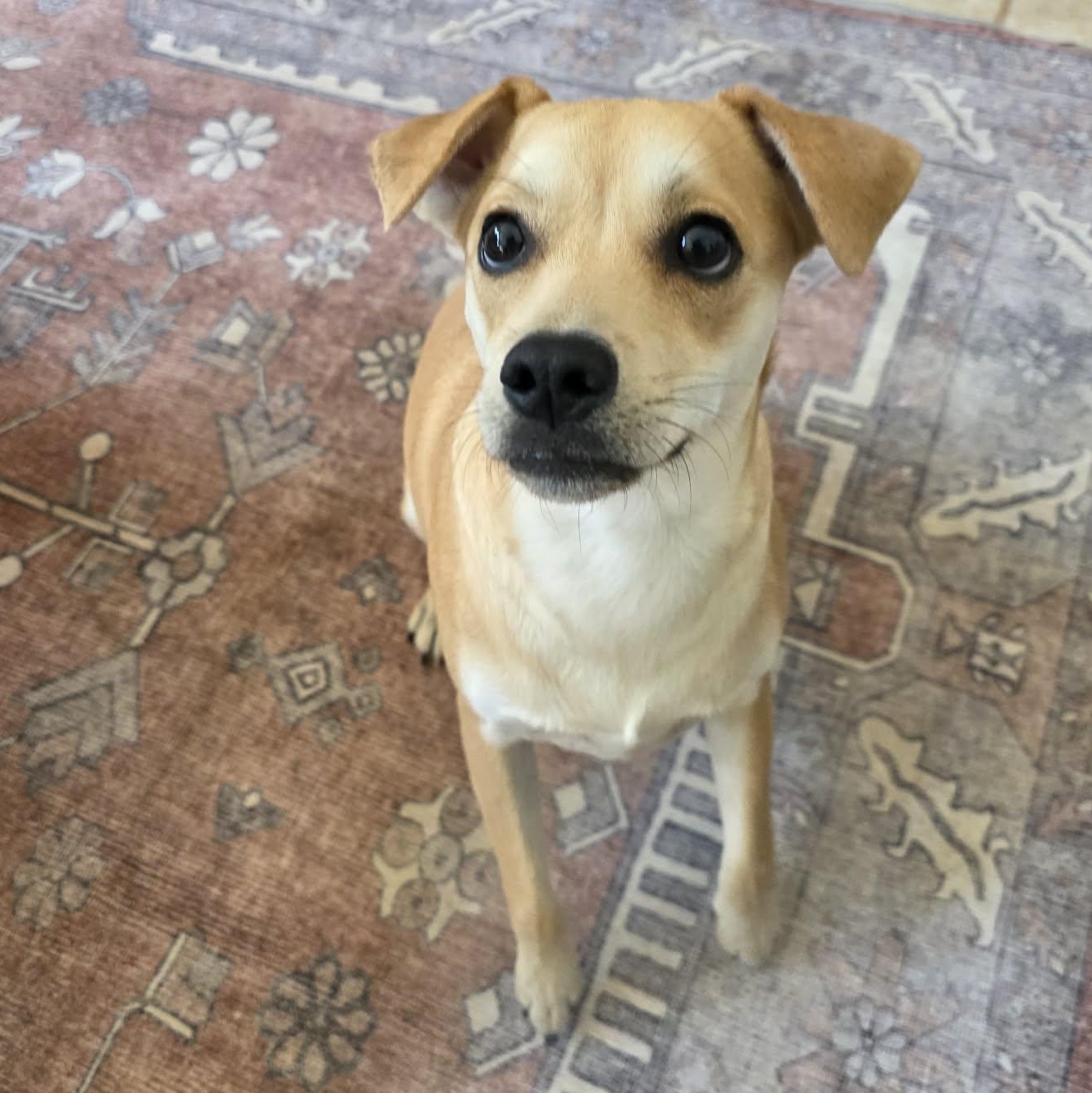 Enlarge Kacey, an adopted mixed breed in Providence, RI image 1/6