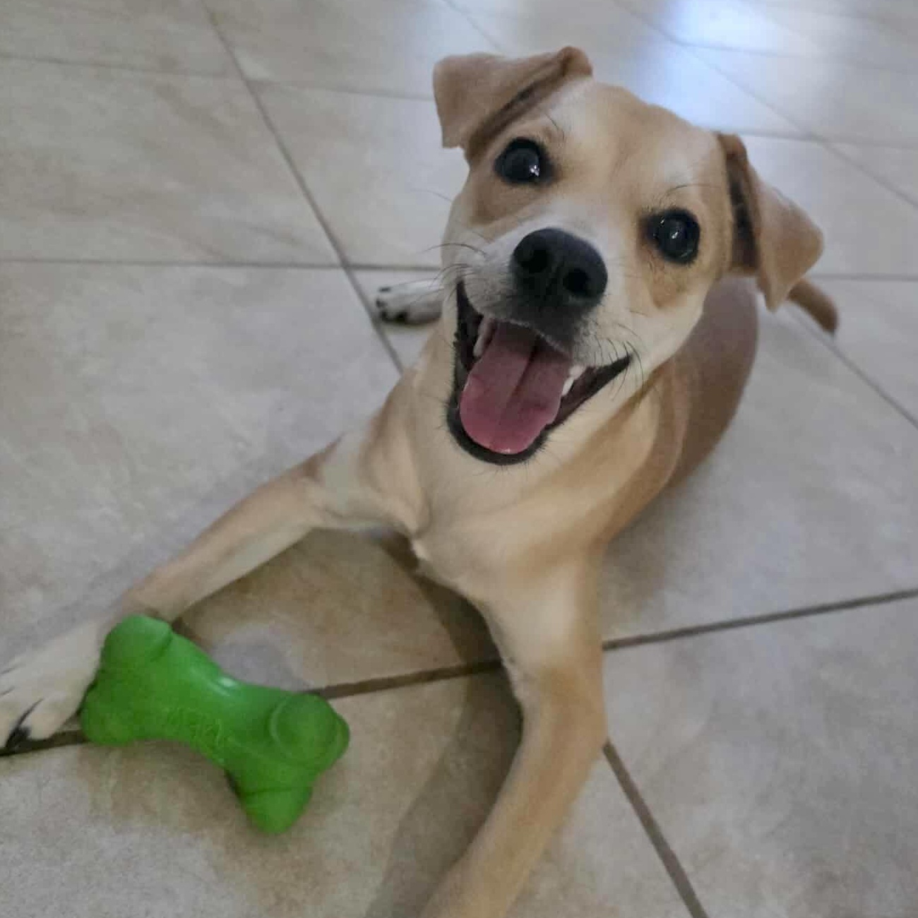 Enlarge Kacey, an adopted mixed breed in Providence, RI image 6/6