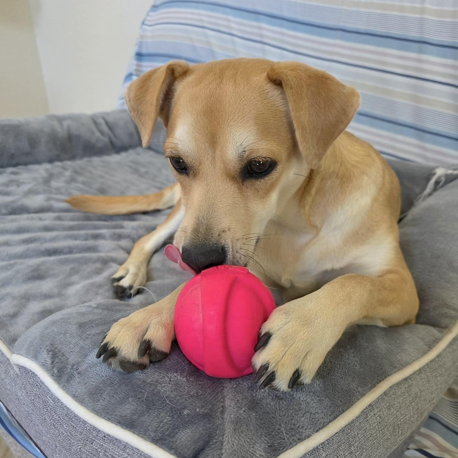 Enlarge Kacey, an adopted mixed breed in Providence, RI image 3/6