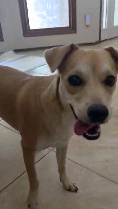 Enlarge Kacey, an adopted mixed breed in Providence, RI video 5/6