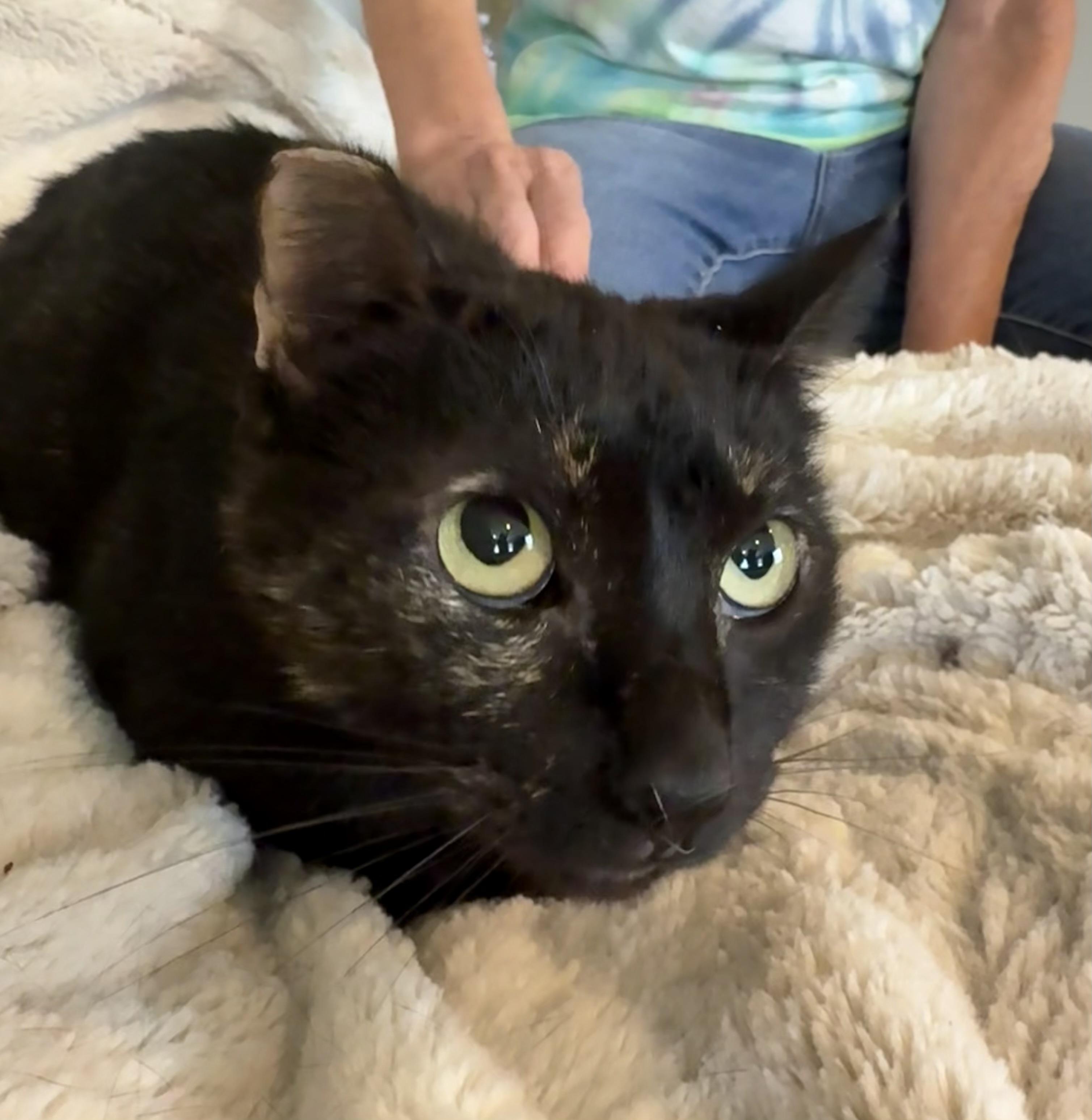 Enlarge Tortie, a Adopted Tortoiseshell in Selah, WA image 3/5