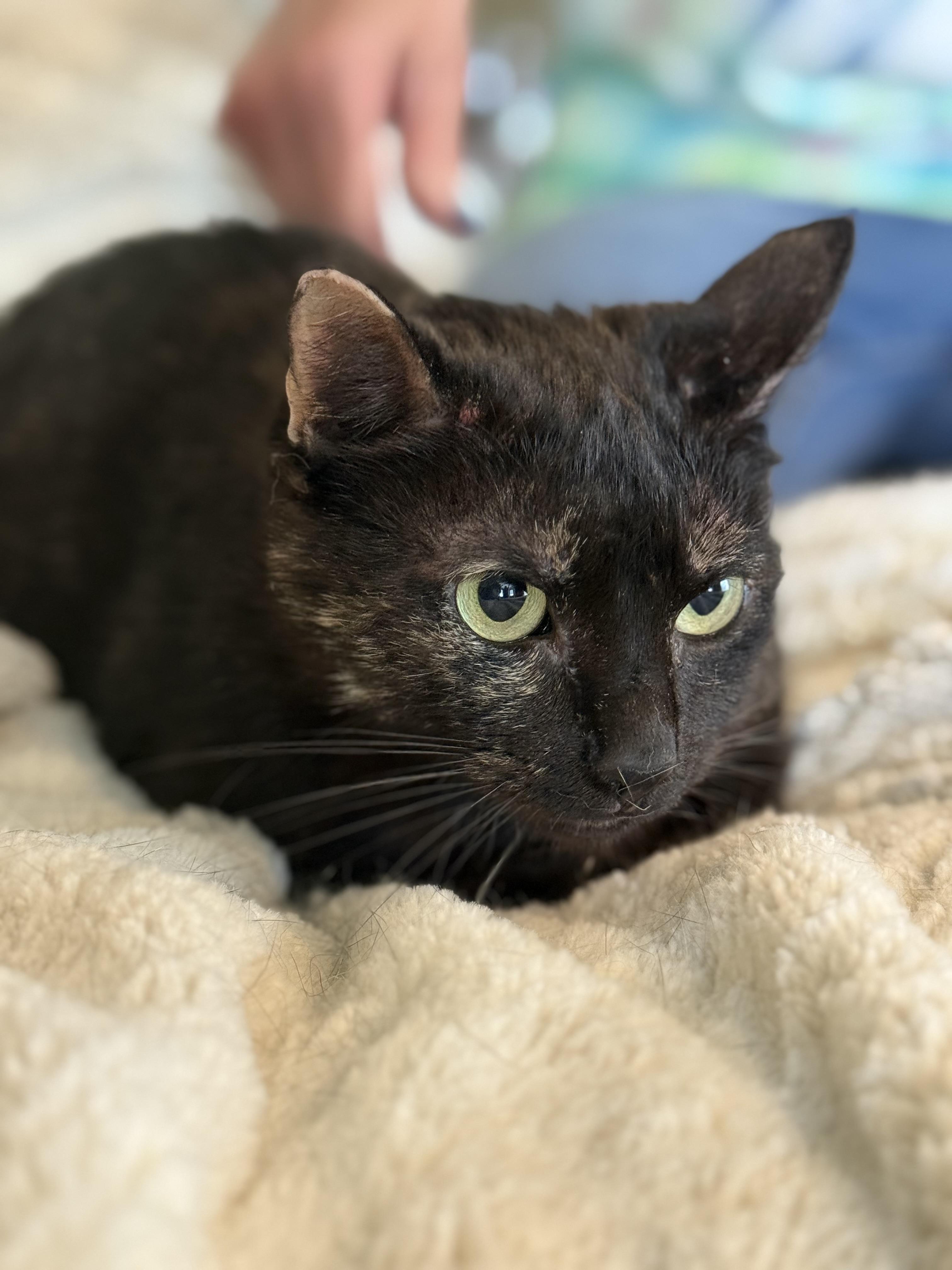 Enlarge Tortie, a Adopted Tortoiseshell in Selah, WA image 4/5