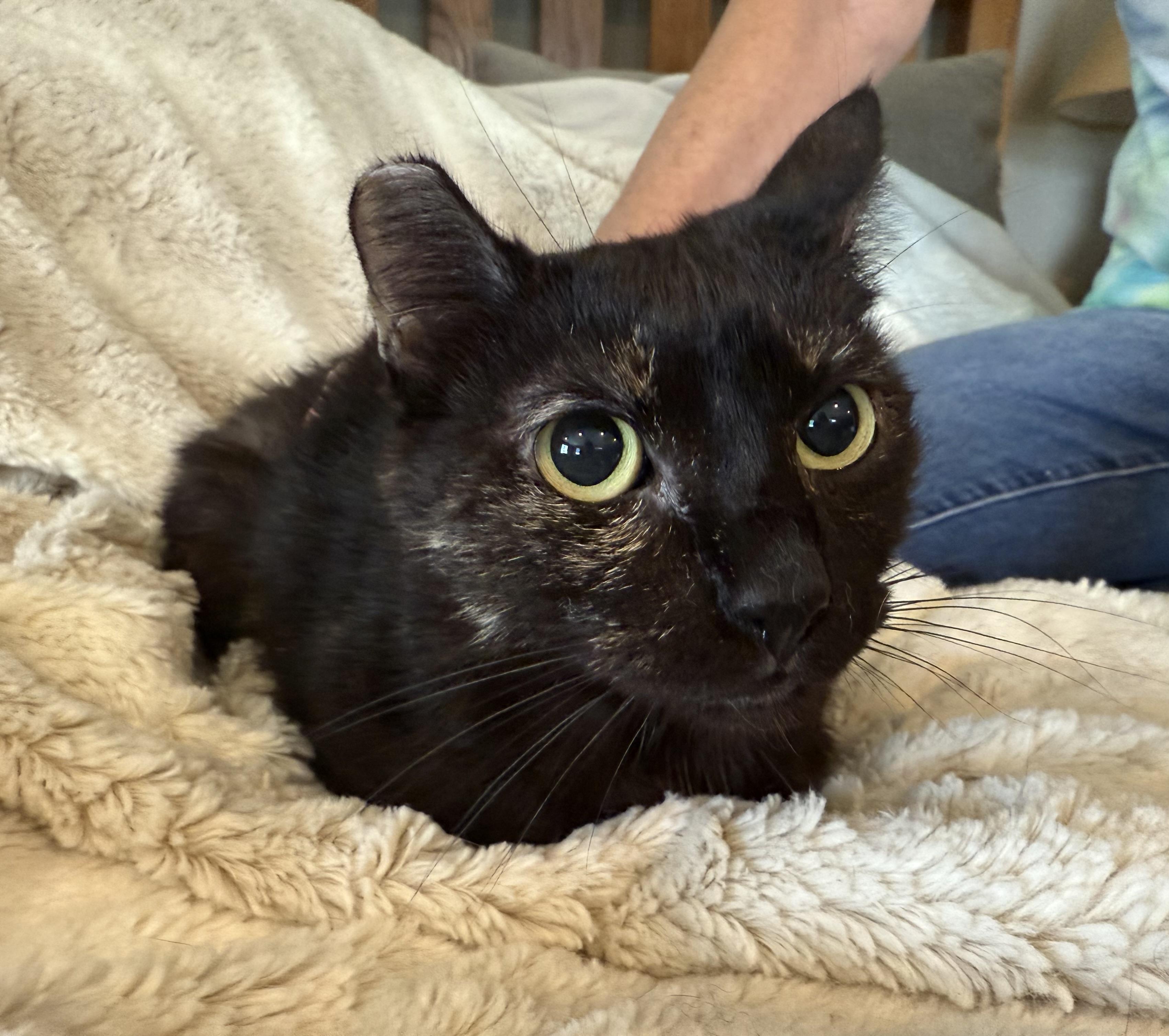 Enlarge Tortie, a Adopted Tortoiseshell in Selah, WA image 5/5