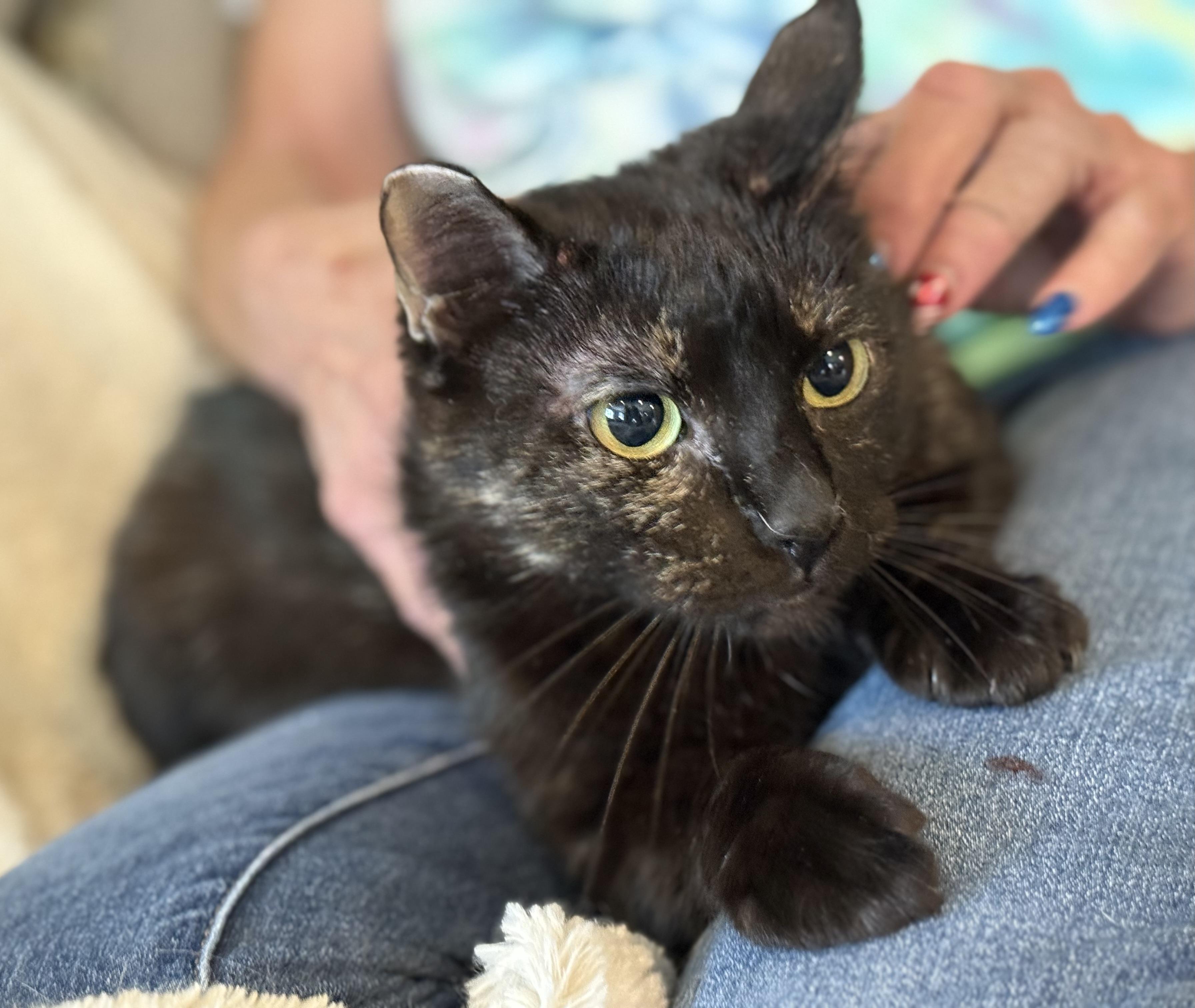 Tortie, Adopted, Adult Female Tortoiseshell.