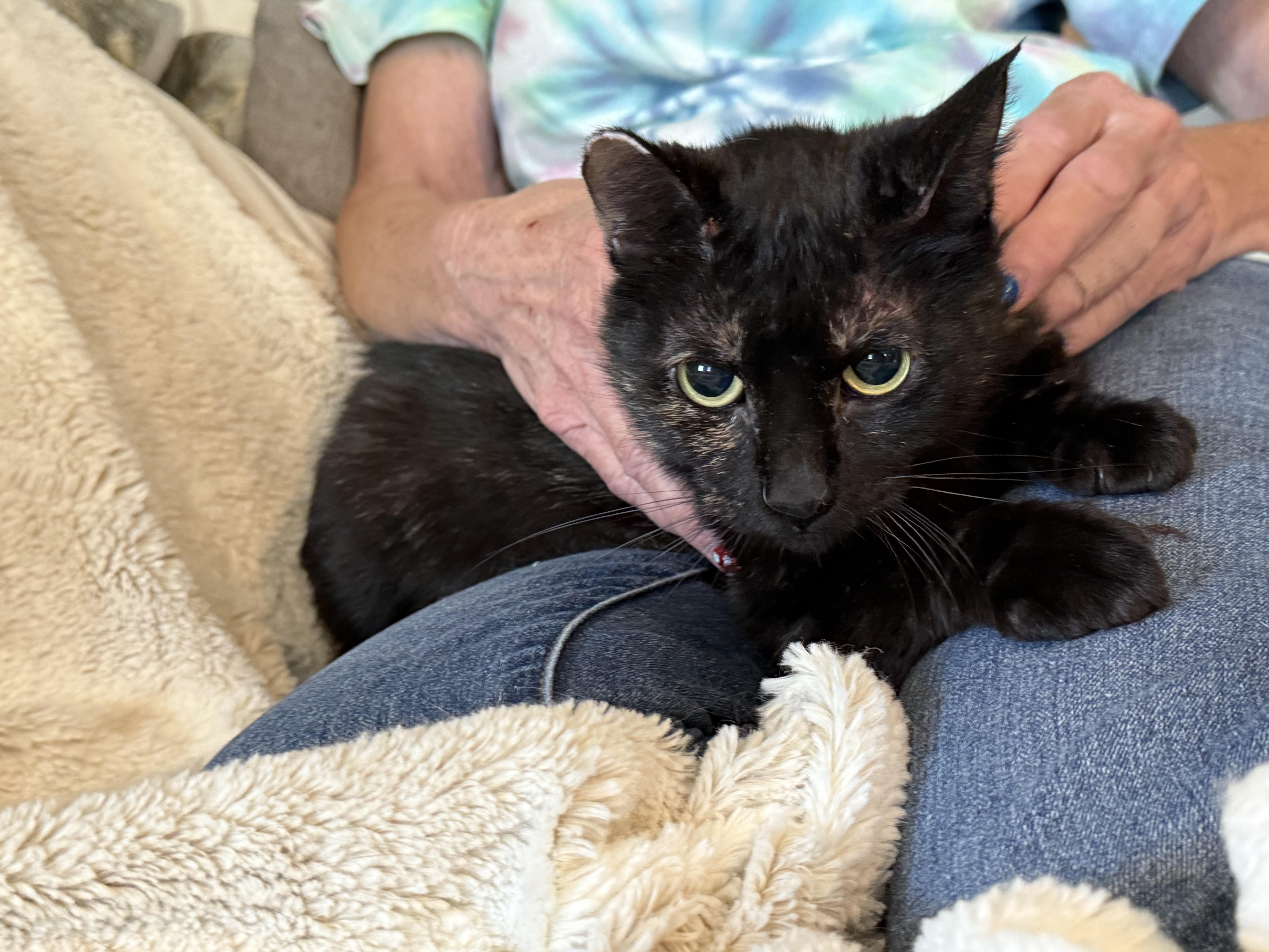 Enlarge Tortie, a Adopted Tortoiseshell in Selah, WA image 2/5