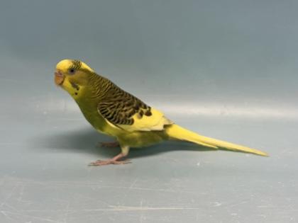 C3PO, Adoptable, Adult Female Parakeet (Other).