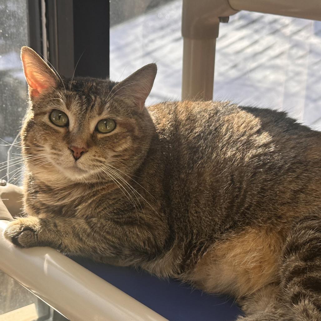 Enlarge Prudence, a Adoptable Domestic Short Hair in Rocky Mount, VA image 1/5