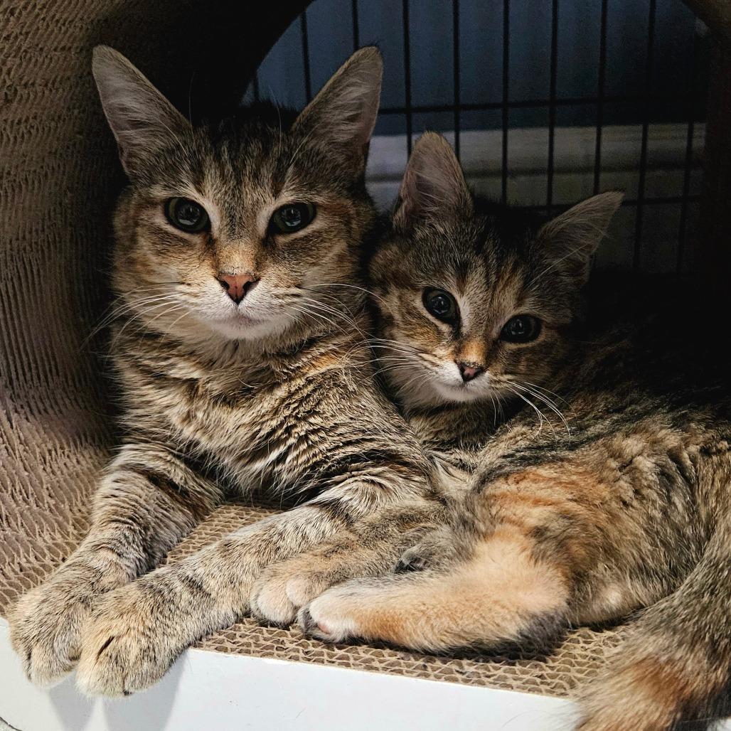 Enlarge Prudence, a Adoptable Domestic Short Hair in Rocky Mount, VA image 2/5