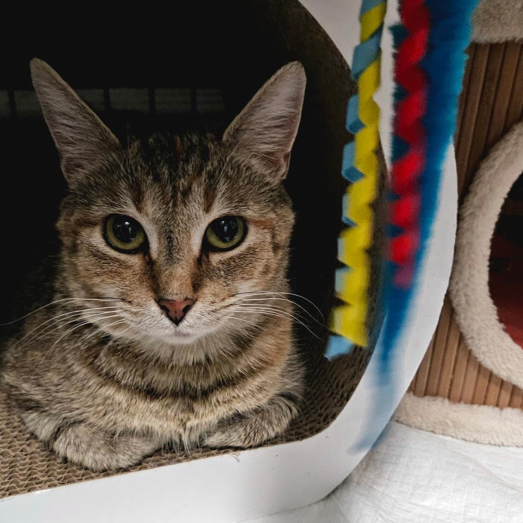 Enlarge Prudence, a Adoptable Domestic Short Hair in Rocky Mount, VA image 3/5