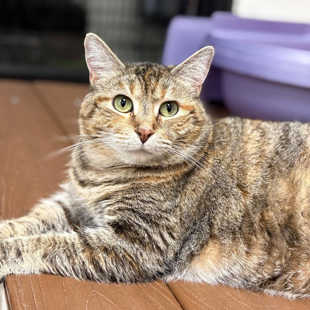 Enlarge Prudence, a Adoptable Domestic Short Hair in Rocky Mount, VA image 4/6