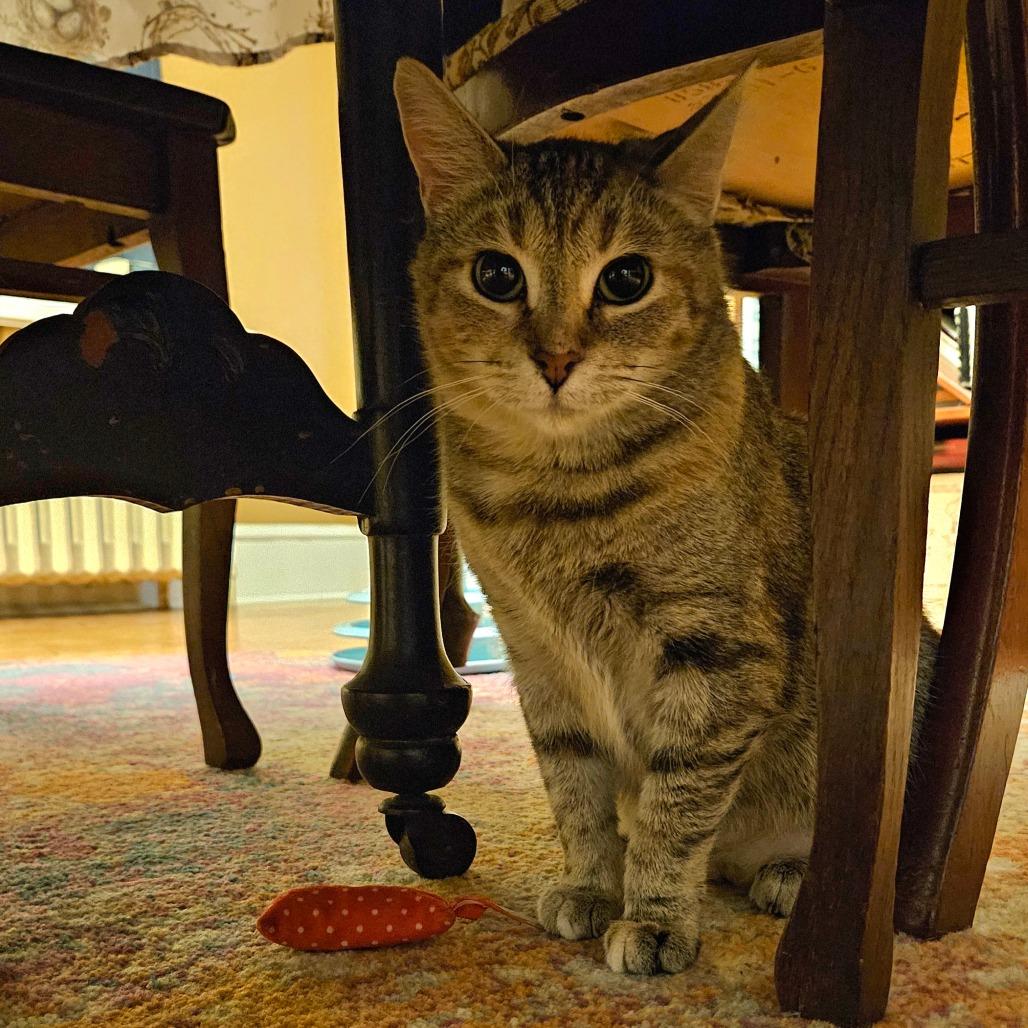 Enlarge Prudence, a Adoptable Domestic Short Hair in Rocky Mount, VA image 4/5