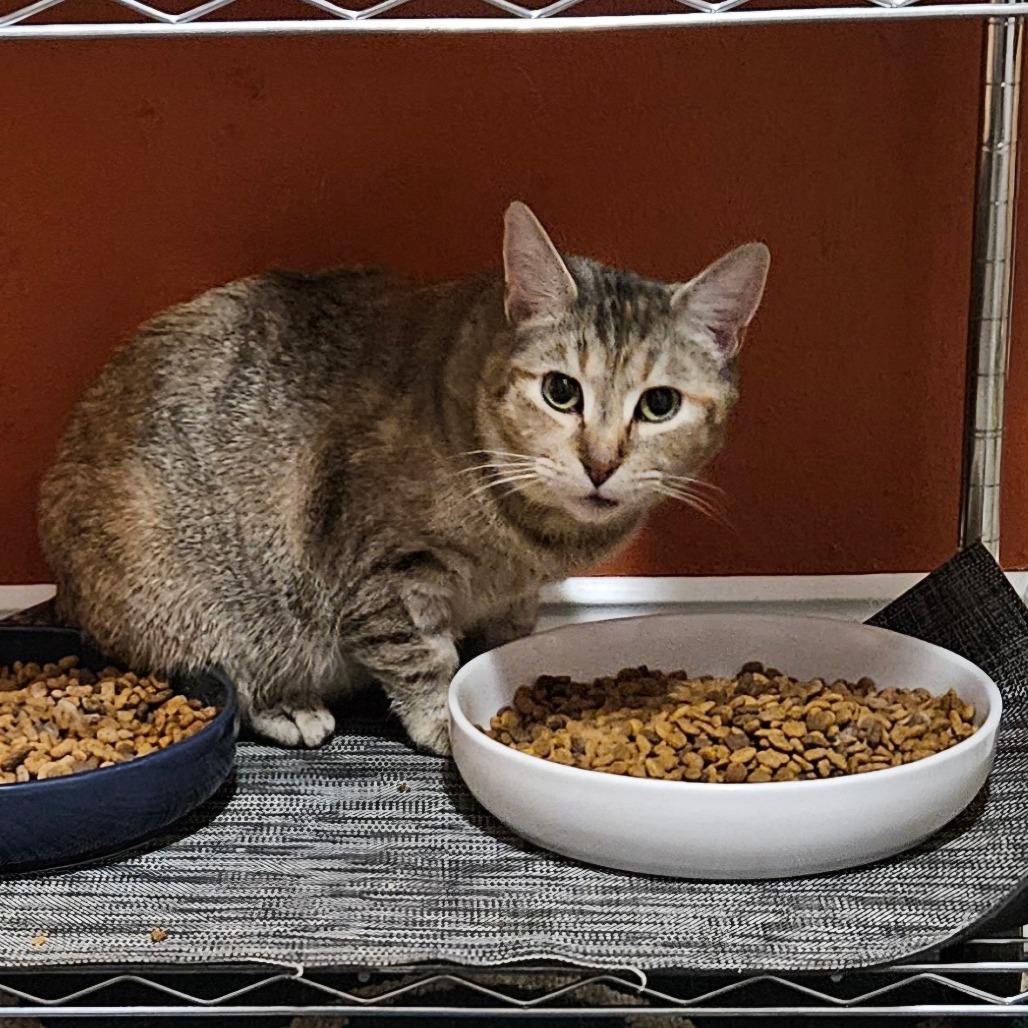 Enlarge Prudence, a Adoptable Domestic Short Hair in Rocky Mount, VA image 5/5
