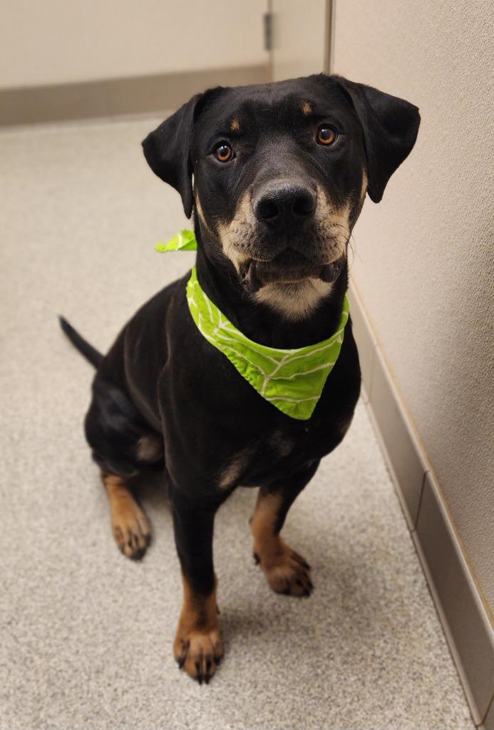 Enlarge Boone, a Adoptable Rottweiler in Superior, WI image 1/1