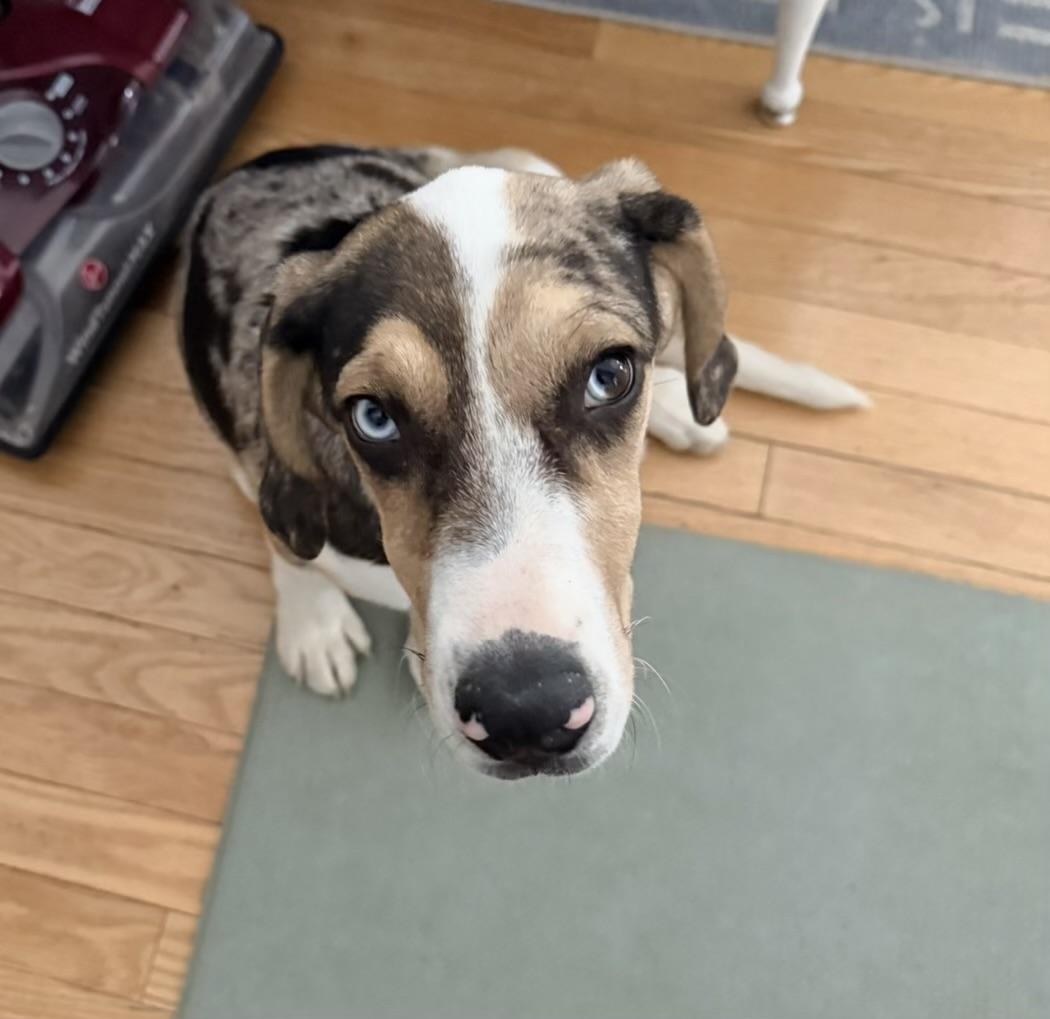 Byndee, Adoptable, Puppy Female Australian Shepherd & Hound.