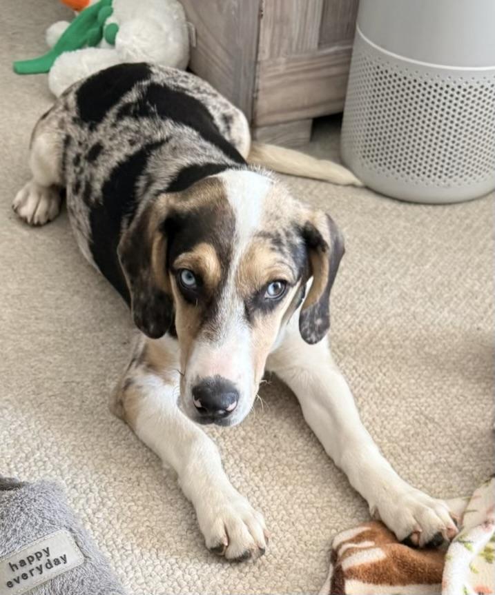 Enlarge Byndee, a Adoptable mixed breed in Eatontown, NJ image 2/6