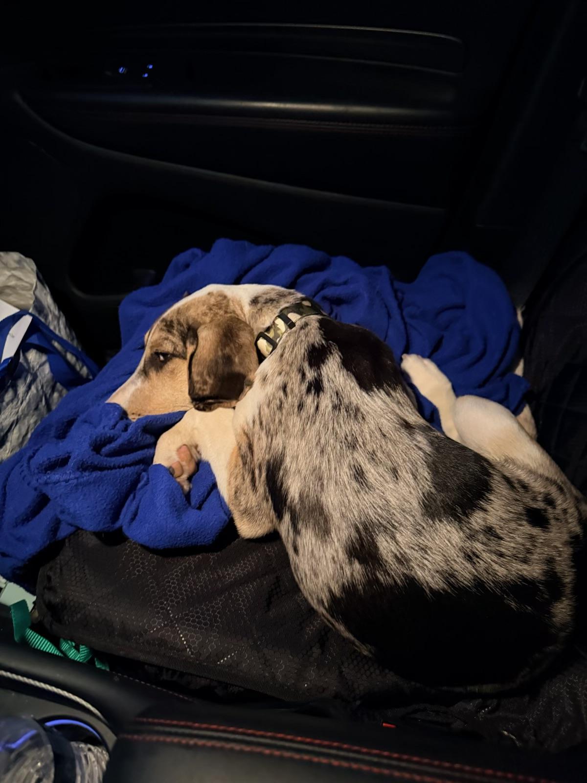 Enlarge Byndee, a Adoptable mixed breed in Eatontown, NJ image 6/6